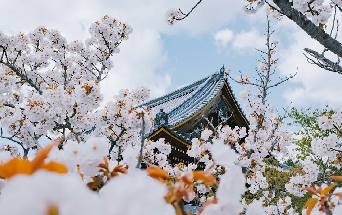 Article Image for International Beauty Secrets from South Korea and Japan