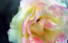 Article Image for The Art of Fragrance Layering for a Unique Scent Profile