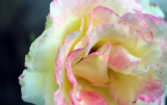 Article Image for The Art of Fragrance Layering for a Unique Scent Profile