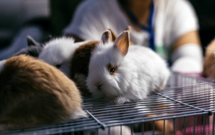 Article Image for The Growing Demand for Cruelty Free Beauty Products